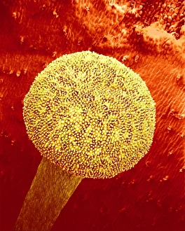 Scanning Electron Microscopy Of Flowers Prints: Primrose stigma, SEM