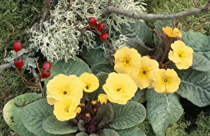 Lichen Covered Trees Prints: Primroses