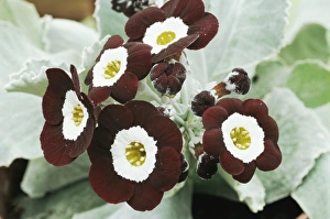 Primula Auricula Prints: Primula auricula The Snods