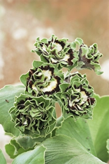 Primula Auricula Prints: Primula auricula Sword