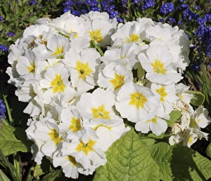 Primrose Flowers Prints: Primula Crescendo White