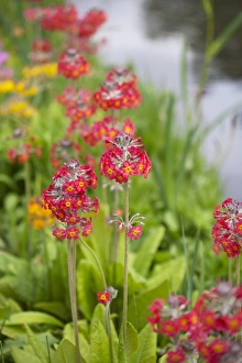 Alpine Plants Prints: Primula flowers