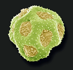 Scanning Electron Micrograph Of Pollen Prints: Primula pollen, SEM