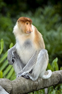 Endangered Primate Prints: Proboscis monkey