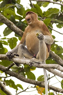 Images Dated 19th June 2006: Proboscis Monkey Print