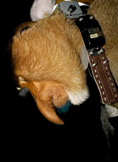 Kinabatangan River Wildlife Prints: Proboscis monkey research