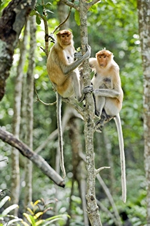 Sabah Wildlife Photography Prints: Proboscis monkeys