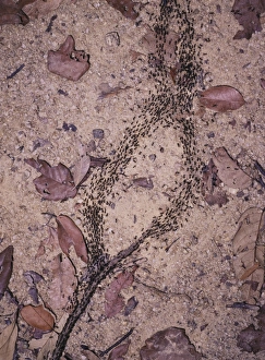 Malaysian Wildlife Photos Prints: Processional termites