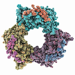 Human PCNA Molecule Print