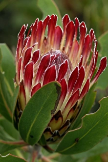 Botanical Photography Prints: Protea flower