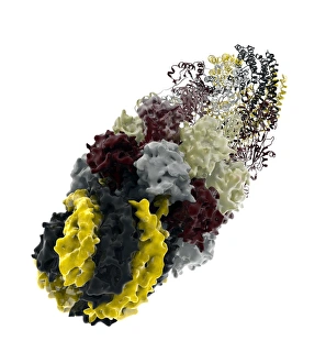 Molecular Biology Models Prints: Proteasome, molecular model