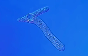 Light Micrograph Prints: Proteus amoeba, light micrograph
