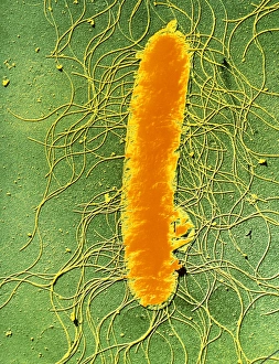 Electron Microscopy Images Prints: Proteus mirabilis bacterium