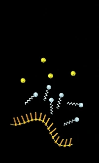 Protocell precursor molecules Print