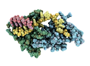 Protozoan RNA-binding protein complex Protozoan RNA-binding protein complex