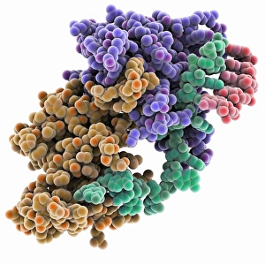Molecular model of a mitochondrial RNA-binding protein complex Print