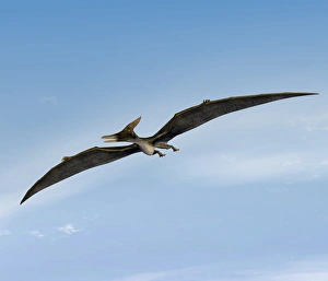 Late Cretaceous Period Prints: Pteranodon pterosaur, artwork