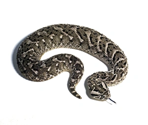 Images Dated 4th July 2013: Puff Adder Snake Print