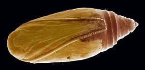 Invertebrate Biology Prints: Pupa, SEM