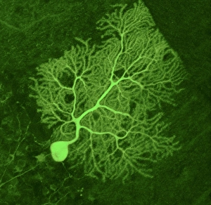 Prints of Purkinje nerve cell. Confocal light micrograph of a purkinje cell (stained with green fluorescent protein), a type of neuron (nerve cell) Images Dated 2008 June: Purkinje Nerve Cell Print