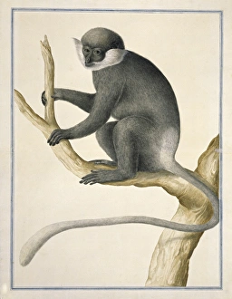 Purple-faced leaf monkey, artwork C016/5612 Purple-faced leaf monkey, artwork C016/5612