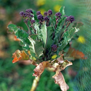 Brassica Oleracea Prints: Purple sprouting broccoli