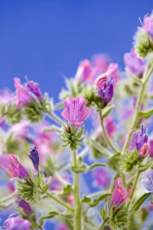 UK Wildflowers Prints: Purple vipers bugloss