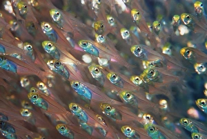 Pygmy Sweeper Fish Print