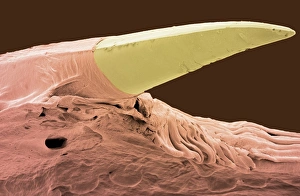 Python Tooth Print, SEM