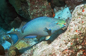 Atlantic Ocean Fauna Prints: Queen parrotfish