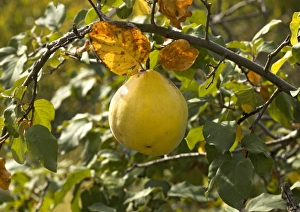 Autumn Harvest Prints: Quince fruit