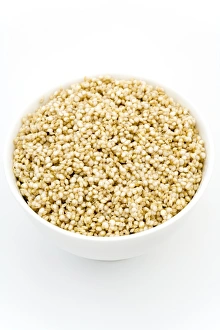 Quinoa Plant Print