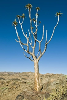 Aloe Dichotoma Prints: Quiver tree