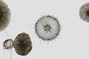 Light Micrograph Prints: Radiolaria, light micrograph