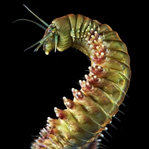 Annelid Worms Prints: Ragworm C015 / 9357