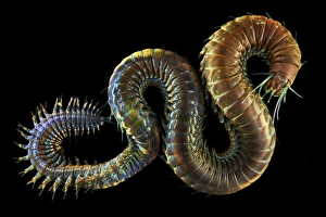 Annelid Worms Prints: Ragworm C015 / 9366