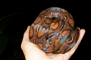 South American Reptiles Prints: Rainbow boa