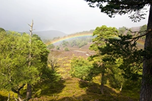 Pinus Sylvestris Tree Prints: Rainbow over a scots pine forest