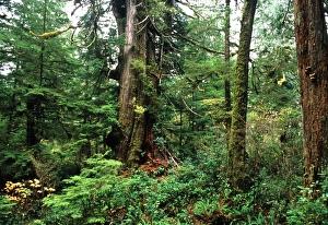 Rainforest Vegetation Prints: Rainforest floor