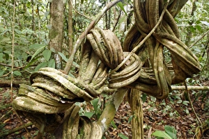 Prints of Rainforest undergrowth. Tangled lianas (woody vines) covered in moss. Lianas use trees for vertical support in order to reach the top of the canopy and other well-lit areas of the rainforest Images Dated 2009 May: Rainforest Undergrowth Print: Tangled Lianas in Moss