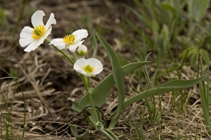 European Wildflowers Images Prints: Ranunculus pyrenaicus