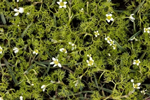 Mani Peninsula Greece Prints: Ranunculus trichophyllus