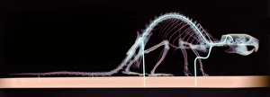 Images Dated 22nd December 2004: Coloured X-ray Print of a Rat Skeleton