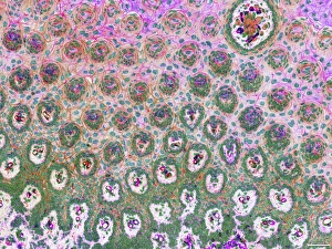 Cell Membrane Structure Prints: Rat tongue, light micrograph