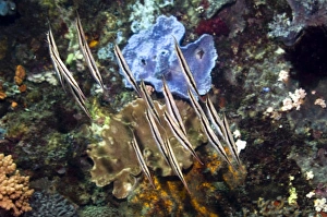 Coral Reef Fauna Prints: Razorfish