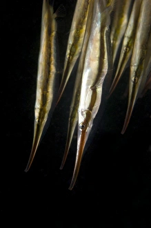 Razorfish (Aeoliscus strigatus) Print