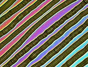 Record surface, light micrograph Record surface, light micrograph