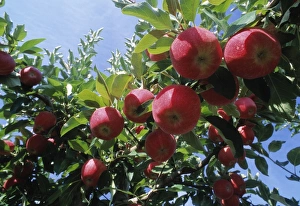 Apple Tree Prints: Red apples on a tree