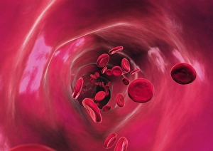 Red blood cells in blood vessel, artwork Red blood cells in blood vessel, artwork