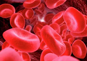Images Dated 14th April 2008: Red Blood Cells Print
